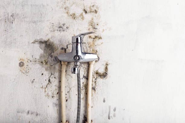 Best Toxic Mold Removal  in East Lake Orient Park, FL