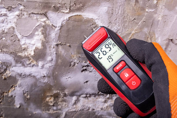 Best Professional Mold Removal  in East Lake Orient Park, FL