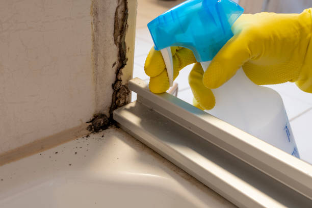 Best Residential Mold Removal  in East Lake Orient Park, FL